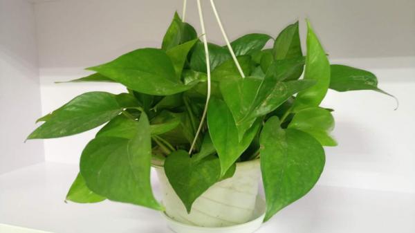 南京舜燕文化藝術培訓有限公司